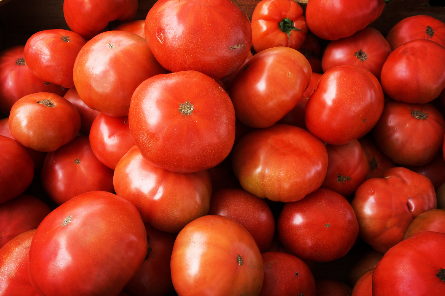 untitled (500 x 400 px) (1500 x 1000 px)